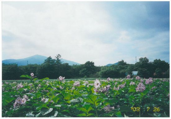 「佐幌岳（1059Ｍ）サホロスキー場」